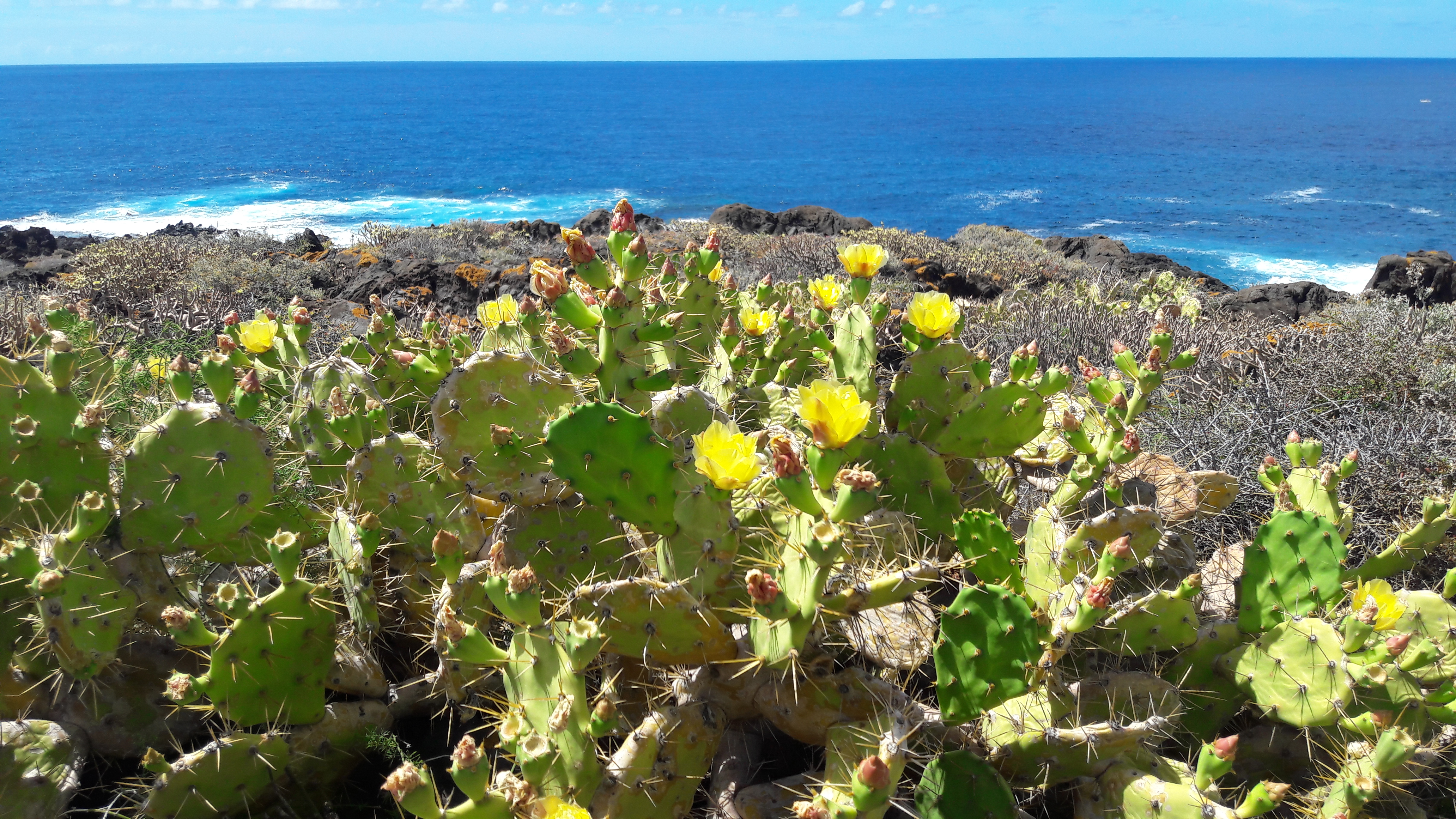 Wetter Teneriffa Weihnachten 2022 wetteraufteneriffaankueste aufdersonnenseite.de